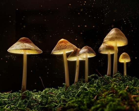 magic mushrooms